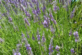 Calinromania, sep 14, 2006, in forum: Lavender Flowering Shrubs With Purple Flowers Green Stems Stock Photo Picture And Royalty Free Image Image 153204770