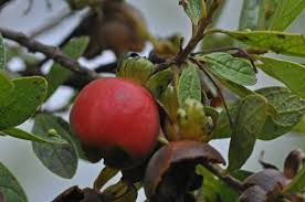 Image result for Diospyros lycioides