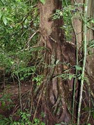 Image result for Symphonia globulifera