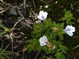 Image result for Craterostigma newtonii