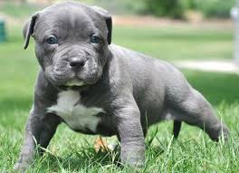 Thường vào mỗi chiều, chú. Huáº¥n Luyá»‡n Cho Pitbull Tháº¿ Nao Ä'á»ƒ Chung Khong Cáº¯n NgÆ°á»i Viá»‡t Nam Má»›i