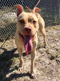 Velg blant mange lignende scener. A Pit Bull Rescue Colorado Apbrc Home Facebook