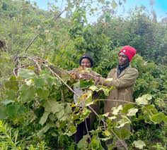 Image result for Dombeya torrida