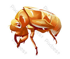 Toys spirits molting semi shell mascot cicada insect capsule keychain figure c. Beautiful Animal Cicada Shell Png Images Psd Free Download Pikbest