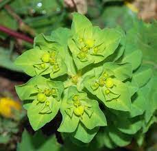 Euphorbia Description Euphorbia February 2008 2 Jpg Euphorbia Plant Euphorbia Ornamental Plants