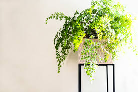 Creeping fig vine also known as fig ivy creeping ficus and climbing fig is a popular ground and wall cover in warmer parts of the. 31 Best Low Light Indoor Plants And How To Care For Them Architectural Digest