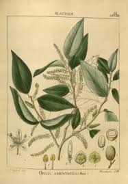 Image result for Opilia amentacea