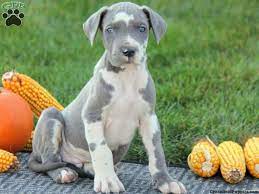 These gentle giants are beloved for their lancaster puppies advertises puppies for sale in pa, as well as ohio, indiana, new york and other. Pin By Amanda Dominguez On My Future Dane Puppies Great Dane Dogs Great Dane Puppy