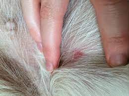 Mosquito Risk And Your Pet Van Wijk Street Vet