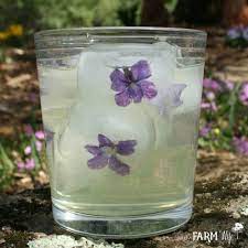 We did not find results for: 10 Things To Make With Violets