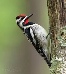 Birds That Start With B Best Birds Of World On Instagram Follow Us For Amazing Bird Photography From Around The World Visit The Private Best Birds Of World Birds Photography Instagram