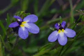 Image result for Monopsis decipiens