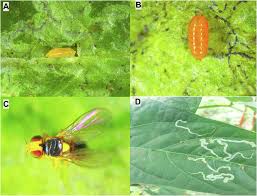 Image result for Meiosperma debile