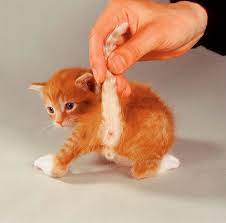 See full list on wikihow.com How To Tell The Sex Of A Kitten International Cat Care