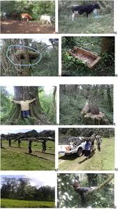 Image result for Lepidotrichilia volkensii