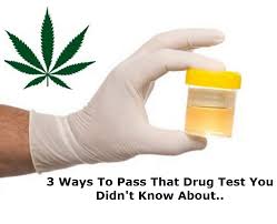 Drug testing companies actively look for evidence of urine dilution because it is the oldest trick in the book. 2 Hours To Pass A Drug Test What Should I Do First