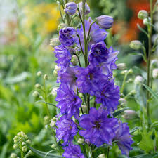 Image result for Dialium englerianum