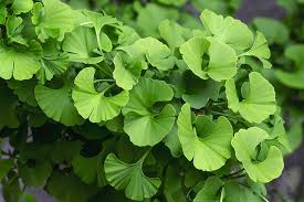 Ginkgo biloba, commonly known as ginkgo or gingko (both pronounced /ˈɡɪŋkoʊ/), also known as the maidenhair tree, is the only living species in the division ginkgophyta, all others being extinct. Maidenhair Tree Ginkgo Biloba Photograph By Brian Gadsby Science Photo Library