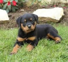 Rottweiler puppies & dogs for sale/adoption. Rottweiler Puppies For Sale Lancaster Puppies Rottweiler Puppies For Sale Rottweiler Puppies German Rottweiler Puppies