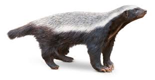 Maybe you would like to learn more about one of these? Honey Badger Facts Honey Badger Diet Dk Find Out