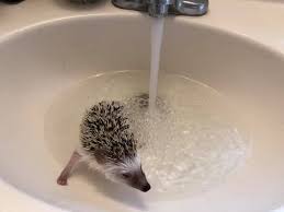 nimbus the hedgehog home facebook