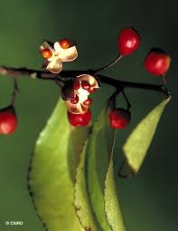 Image result for Gymnosporia glaucophylla