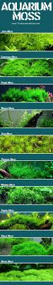 Aquarium Moss 101 The Aquarium Guide Aquascape Aquarium Aquarium Fish Tank Fish Tank
