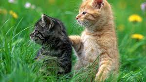 Pin By Kaushik Talpada On Kaushik Funny Animals Cats Funny Animal Videos