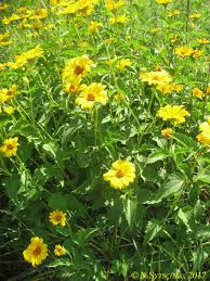 Image result for Stomatanthes