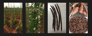 Image result for Sphenostylis