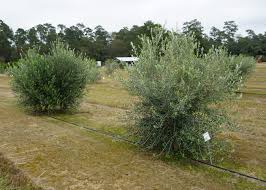 When you are making an olive tree topiary, you prune and shape the tree in a way that ideally, start shaping an olive tree when it is two years old or younger. Growing Olives In Louisiana An Initial Evaluation