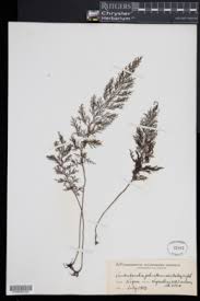 Image result for Vandenboschia gigantea