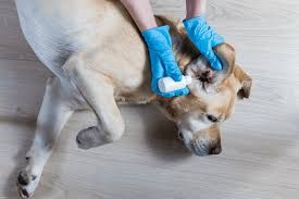 Like water, this product is highly effective as a moisturizer. Home Care For A Dog With An Ear Infection