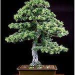 Shohin Workshop Enthusiasm Part One Con Imagenes Bonsais