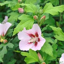 Die form ihrer hecke sollten sie am besten so wählen, dass diese nach unten hin breiter wird. Hibiscus Stammchen Hibiskus Garteneibisch 80cm Stamm Blue Bird Hamabo Woodbridge Verschiedene Sorten Hamabo Amazon De Garten