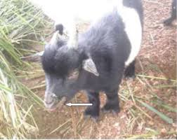 The medical & science acronym /abbreviation/slang ce means contagious ecthyma (orf in goats; Diagnosis Of Orf In West African Dwarf Goats In Uyo Akwa Ibom State Nigeria Abstract Europe Pmc