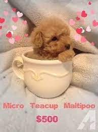 Teacup Teddy Bear Maltipoo Puppies Maltipoo Puppy Teddy Bear Puppies Teddy Bear Dog