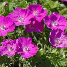 Location pas chère en direct sans intermédiaire et commission. Geranium Sanguin Vente En Ligne De Plants De Geranium Sanguin Pas Cher Leaderplant