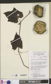 Image result for Lagenaria breviflora