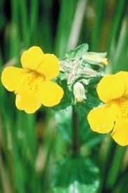 Image result for Mimulus