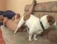 Dando um cinto ao meu cachorro. Video Antigo De Zoofilia Com Um Cachorro No Cio Zoofilia Gratis