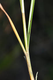 Image result for Rhynchospora brevirostris