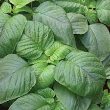 The definition of a saga is a long story, especially about something dramatic or about heroic events. Indigenous Spider Plant Saga Saget Kenya Seed Company Limited