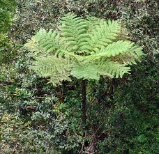 Image result for Cyphia erecta