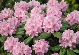 Rhododendron Scintillation Rhododendron Azaleas