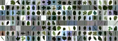 Leafsnap est une autre excellente application pour la reconnaissance des plantes. Plant Species Recognition Methods Using Leaf Image Overview Sciencedirect