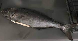 1 trancio di ricciola 1 trancio di tonno 1 trancio di pesce spada circa 300 g di palombo a tocchetti 2 totani 10 gamberi 2 carote 2 zucchine 1 gambo. Morone Alla Ligure Belin Che Buono