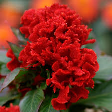 Image result for Celosia