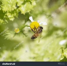 Honey Bee Gathering Pollen Tanacetum Parthenium Stock Photo
