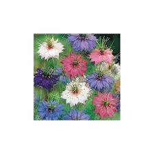 Nigella Persian Jewels Mixed Seeds At Great Price Online